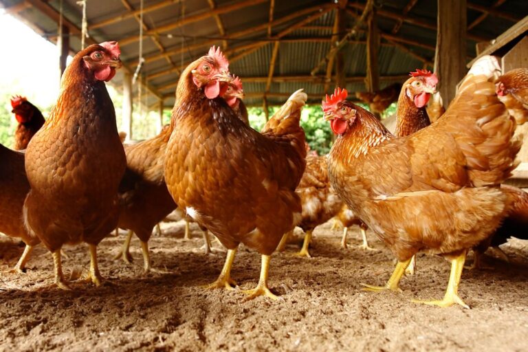 Peru e Turquia abrem mais dois mercados para produtos brasileiros