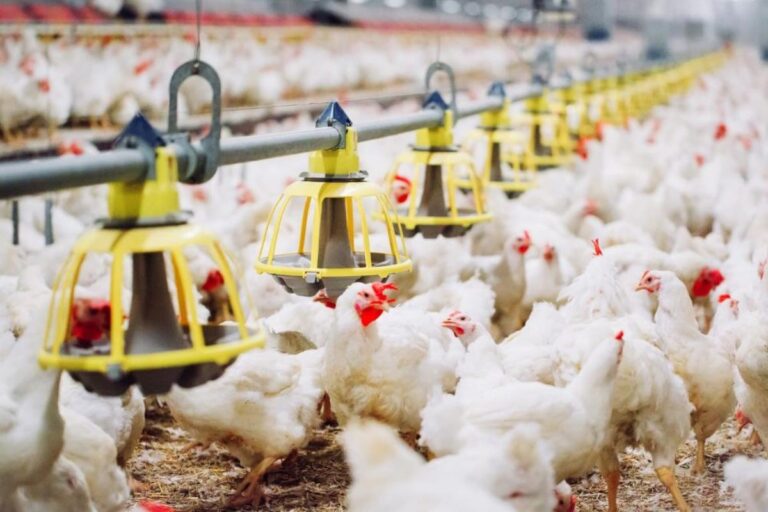 Cetesb padroniza procedimentos para geração de biocombustíveis em propriedades rurais