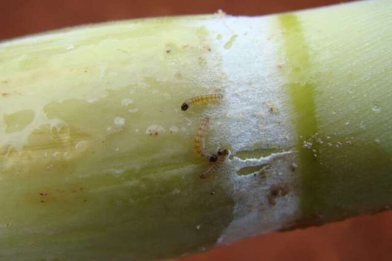 Pesquisa avalia impactos da broca-da-cana nos custos do açúcar e do etanol