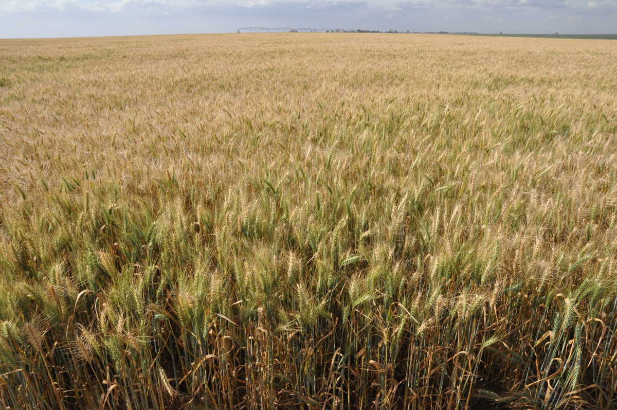 Agro paulista reforça sustentabilidade