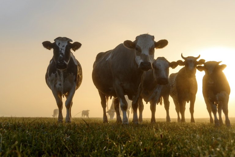 Vaca tem chifre? Entenda porque alguns animais têm e outros não