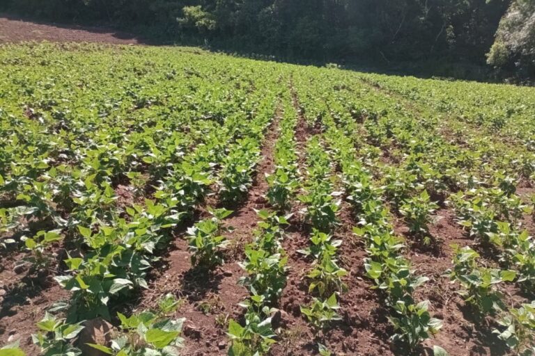 Uso de bioinsumos aumenta produtividade de feijão em até 193 kg por hectare