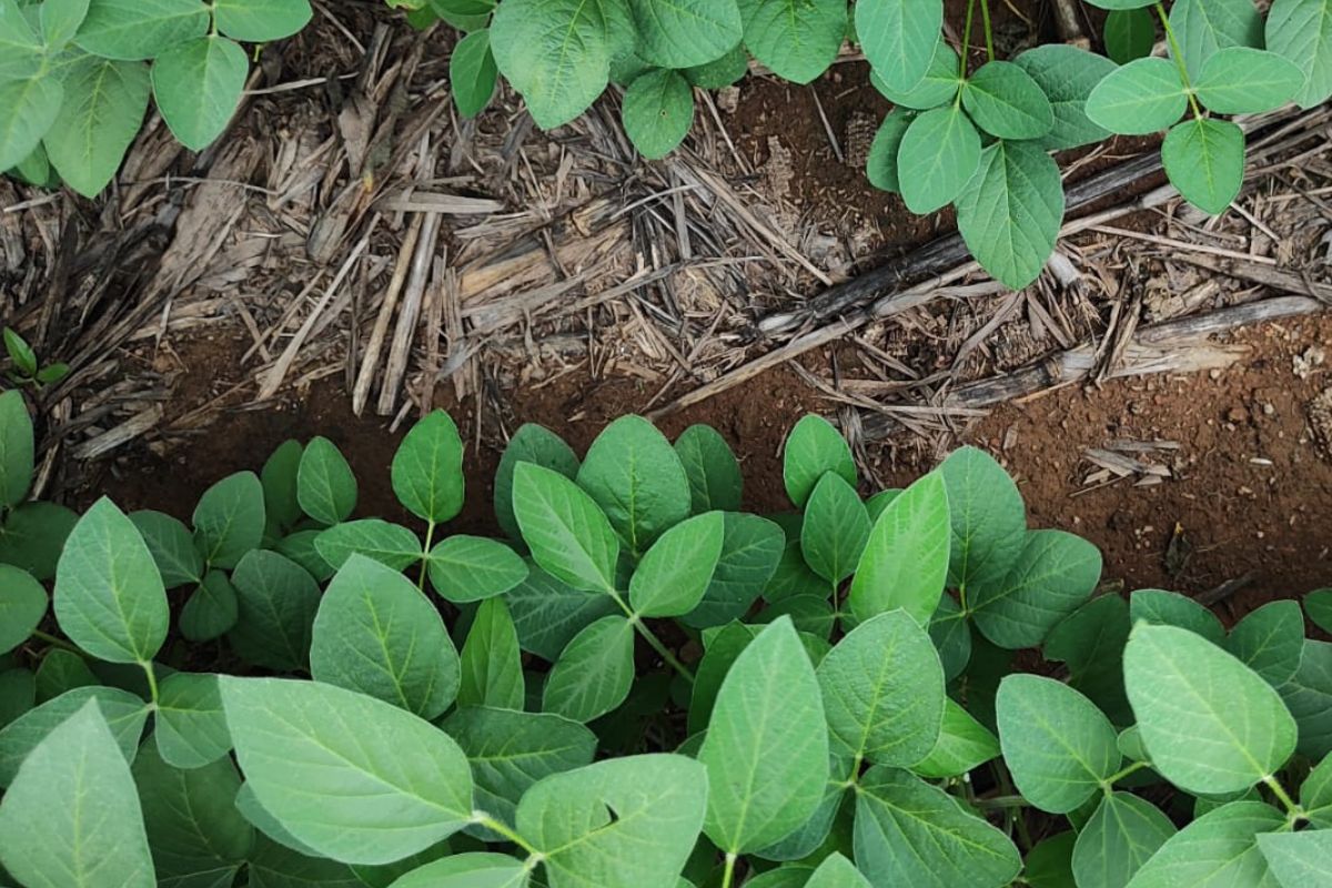 Lavoura de soja com manejo de boas práticas e aplicação de fungicidas. Foto: FMC/Divulgação
