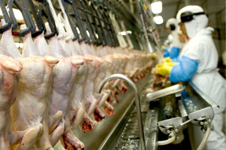 Crescem exportações de carne de frango brasileiras em novembro