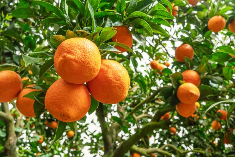 Governo de SP lança linha de crédito de R$ 10 milhões para fruticultura