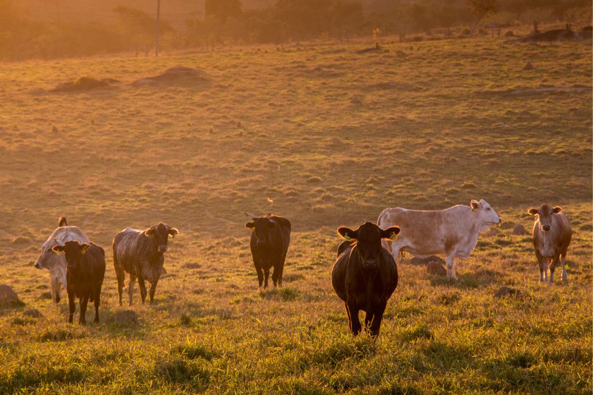 Fazenda no interior de São Paulo. Foto: Adobe Stock
