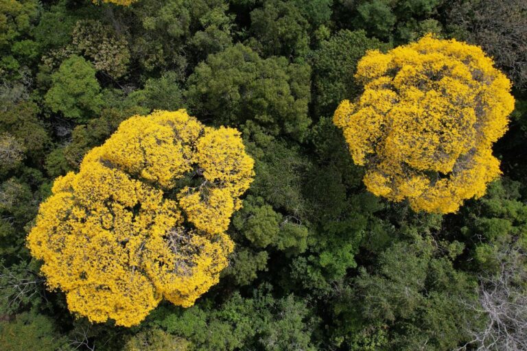 Restrições com ipê e cumaru devem reduzir vendas internacionais de madeira em 2025
