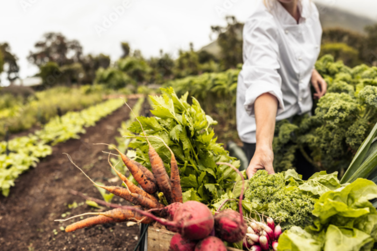 Agricultura de jardinagem: entenda o que é, como funciona e veja dicas práticas para o cultivo