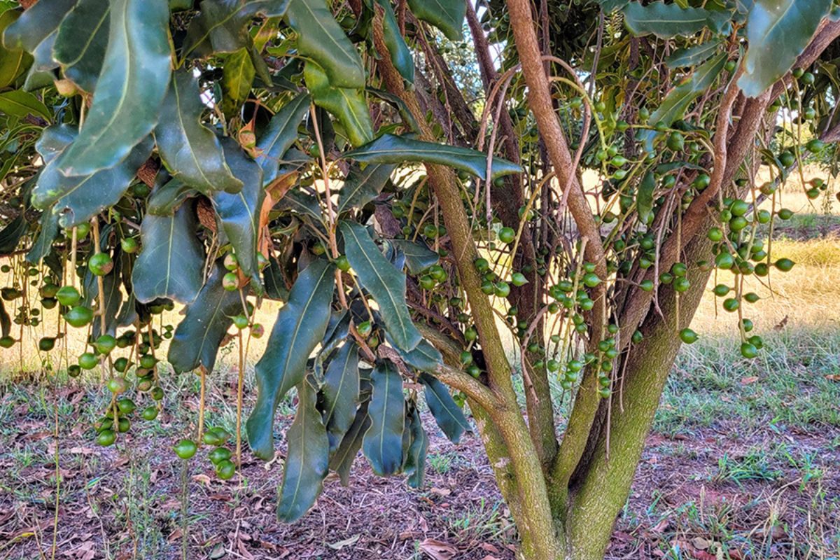 Foto: Embrapa Meio Ambiente/Divulgação