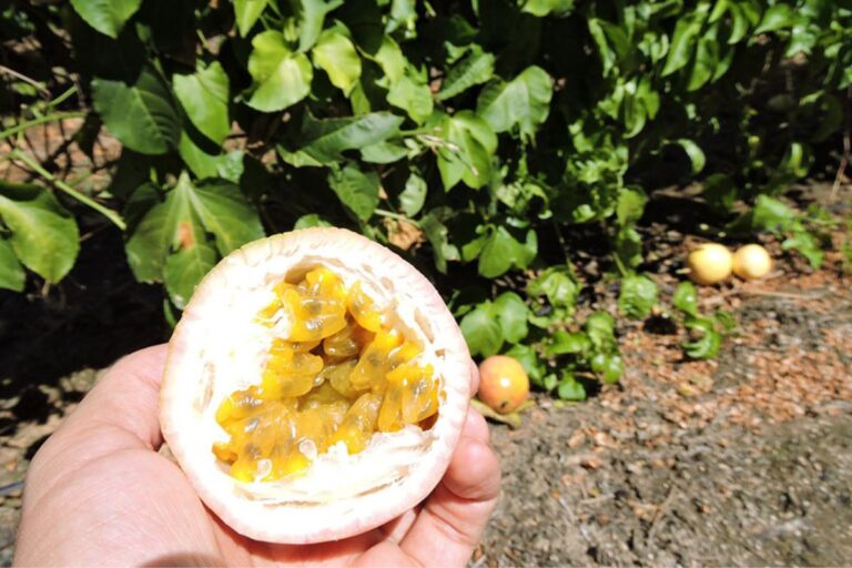 Embrapa desenvolve novas cultivares de porta-enxertos de maracujá resistentes à fusariose