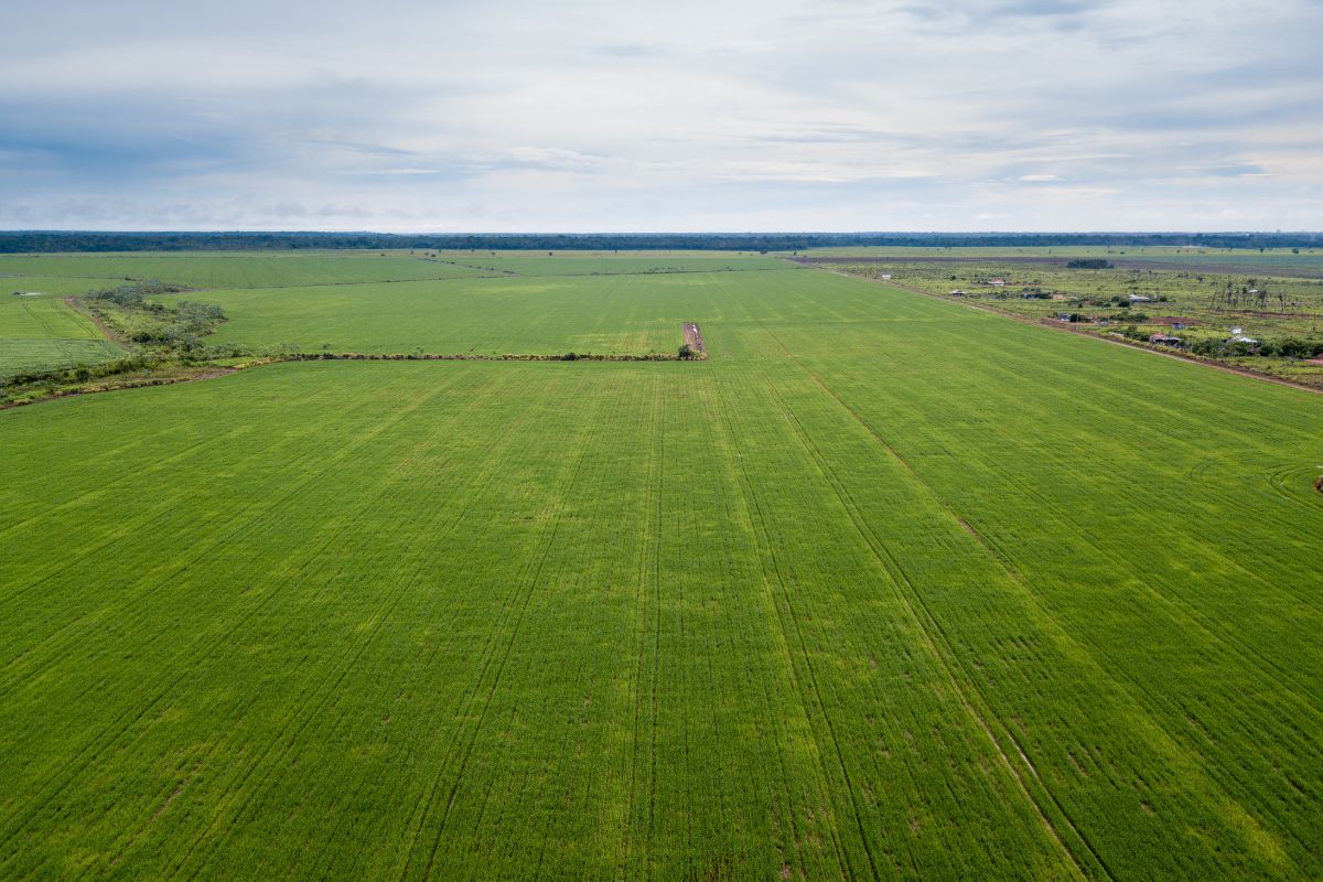 Fazenda de soja na área da Amazônia. Foto: Adobe Stock