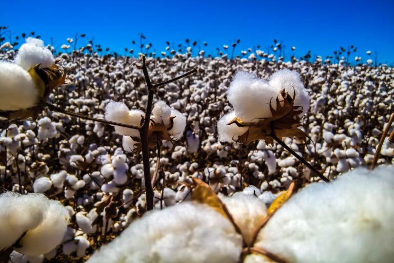 Mapeamento da pegada de carbono do algodão deve aumentar competitividade da produção brasileira
