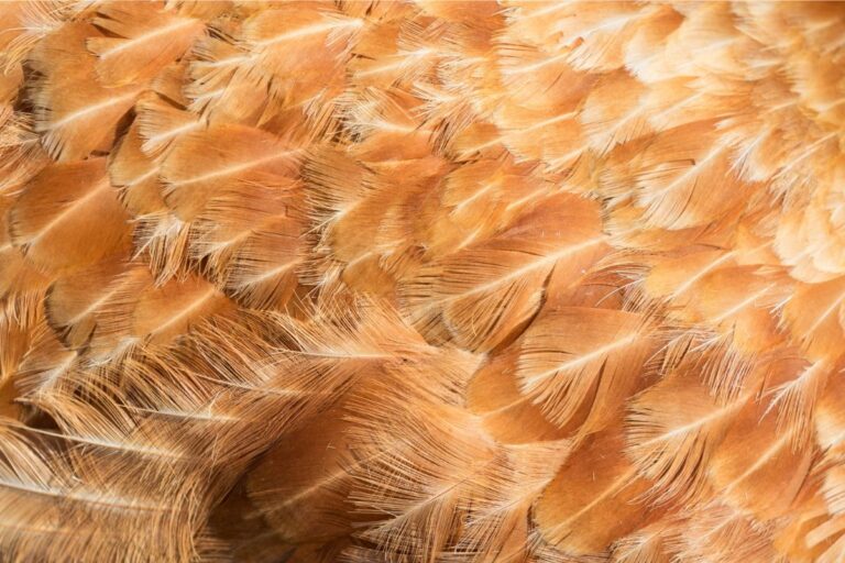 Canadá abre mercado de penas de aves do Brasil