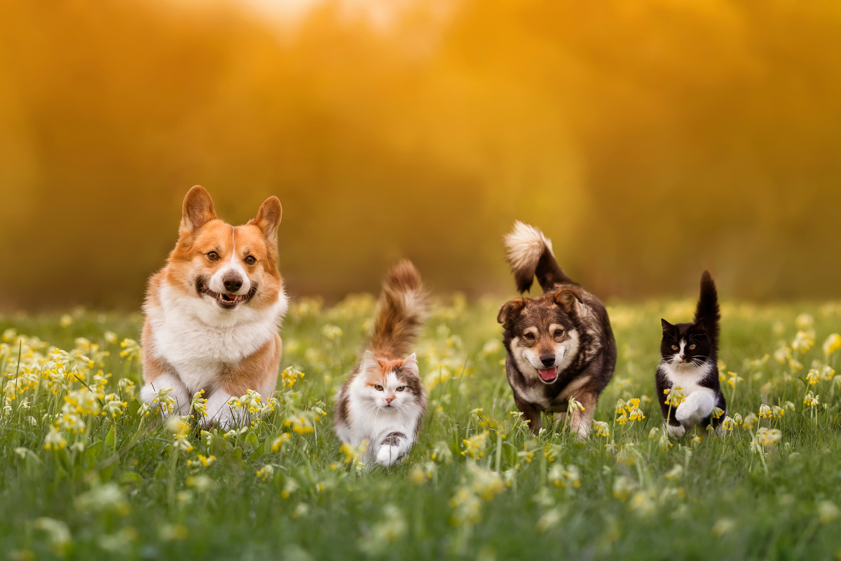 Foto: Adobe Stock