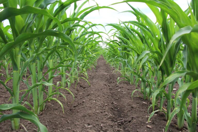 Governo de SC anuncia R$ 84 milhões para seguro rural 