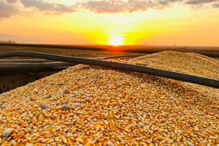 Agricultura regenerativa impulsiona a produtividade