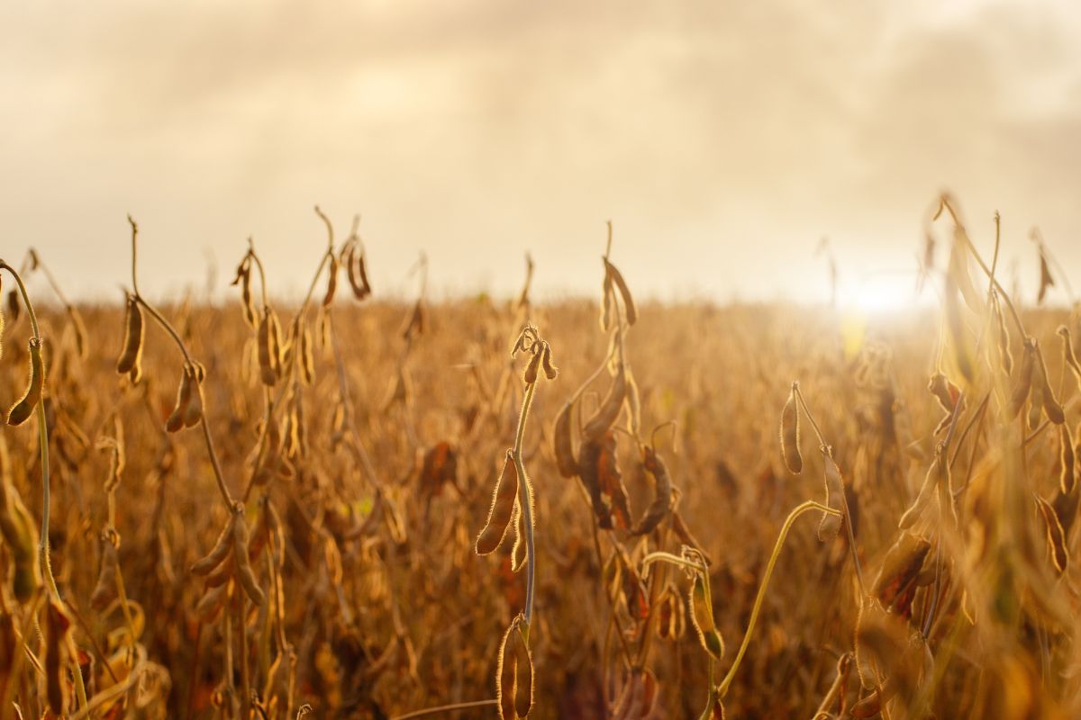 Foto: Adobe Stock