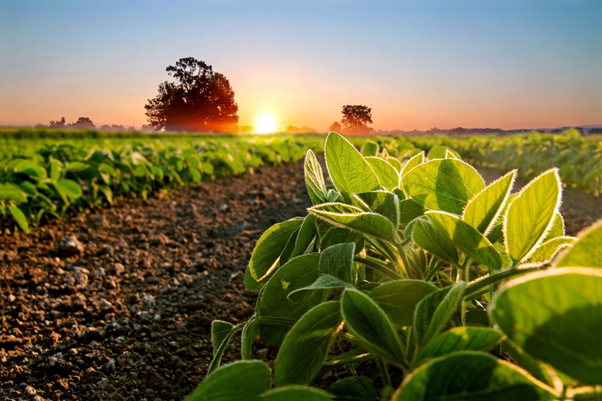 Foto: Adobe Stock