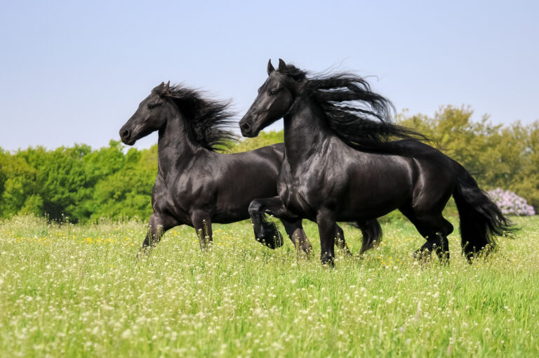 Cavalo Friesian garante elegância e potência para sua criação