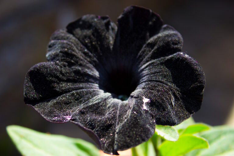 Existe flor preta? Conheça o mistério das flores escuras