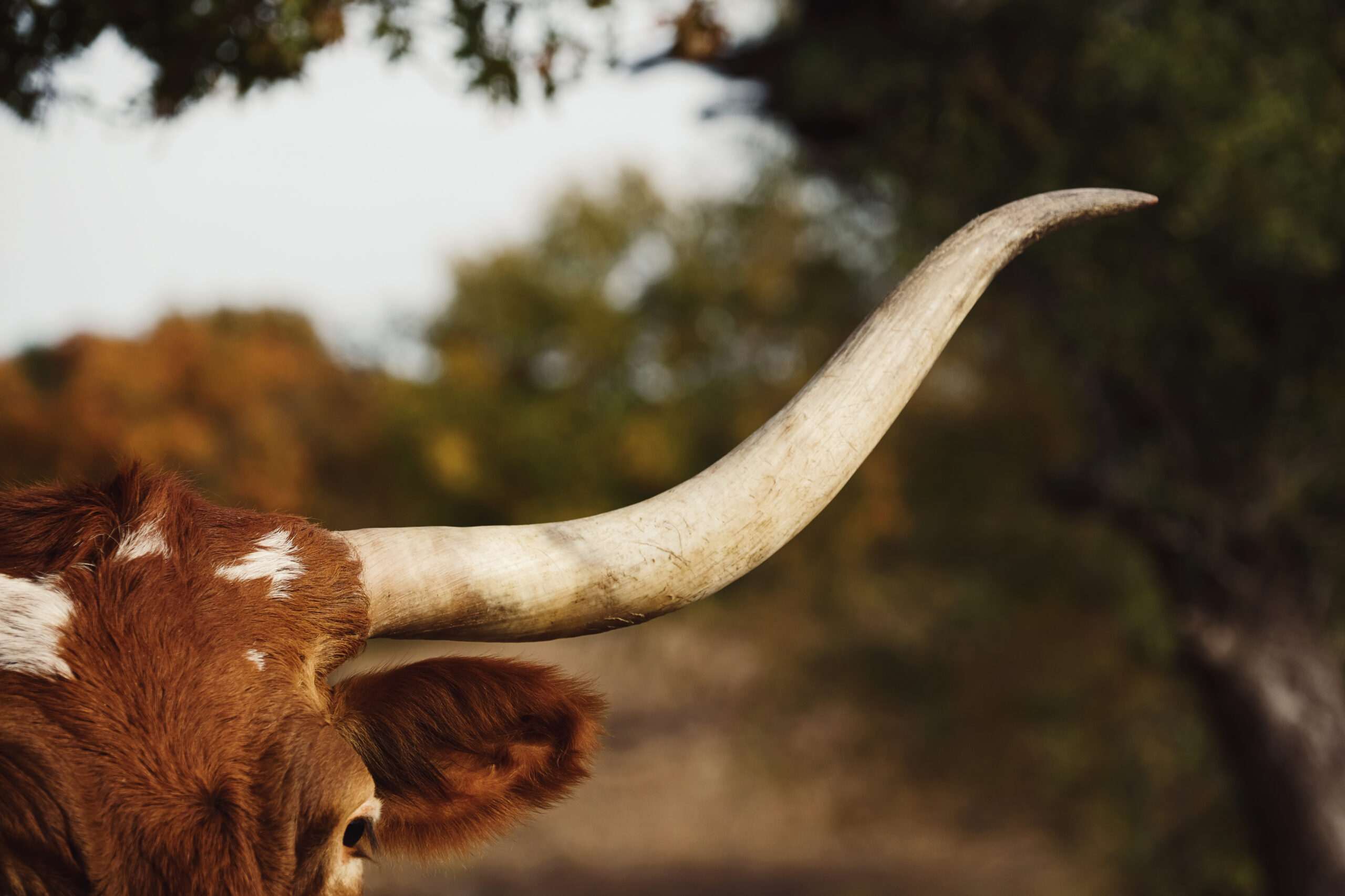 Foto: Adobe Stock