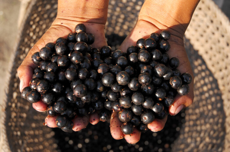Fruto do açaí: benefícios e como cultivar