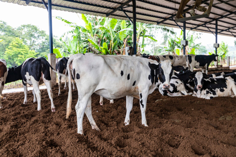 Composto barn: conforto e produtividade do seu rebanho