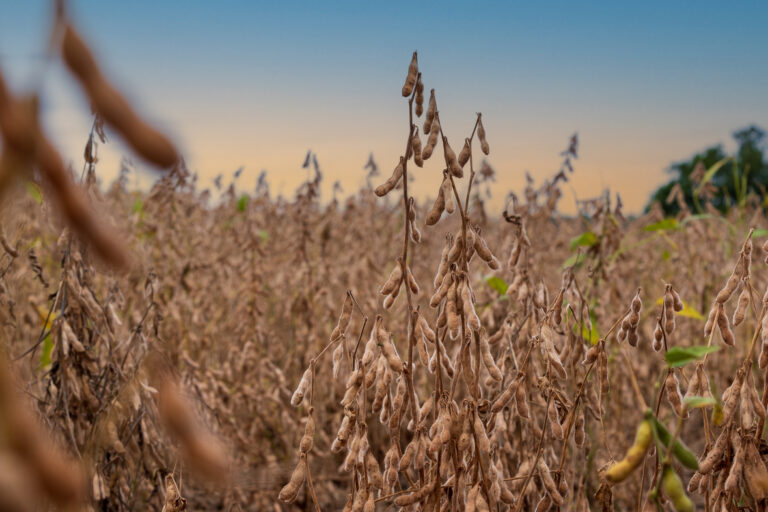 Colheita de soja começou no País em 0,2% da área; de milho verão, alcança 1,1%