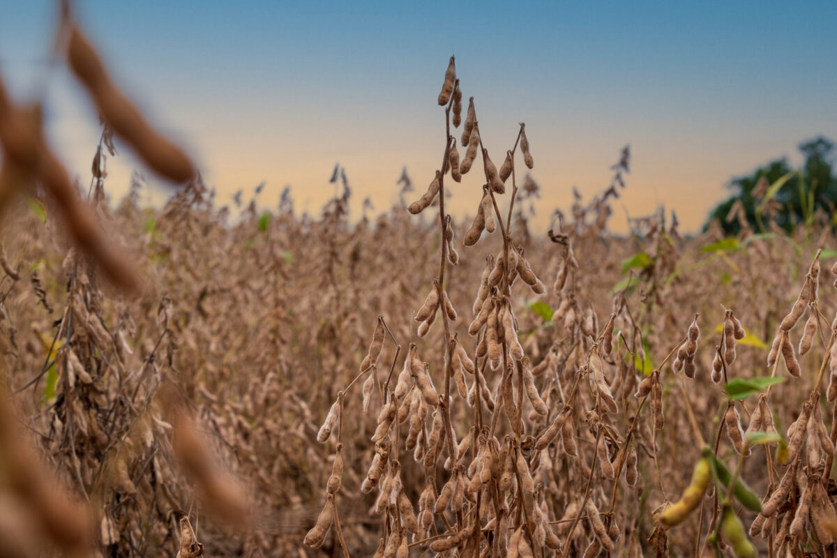 Foto: Adobe Stock