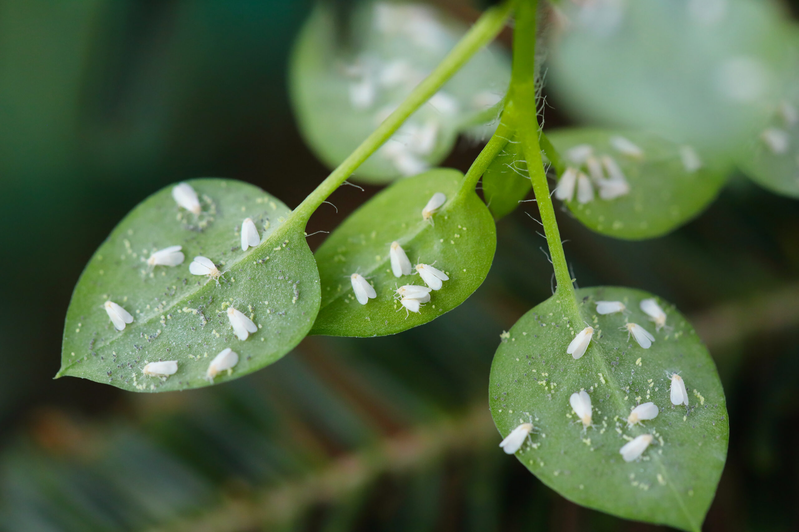Foto: Adobe Stock