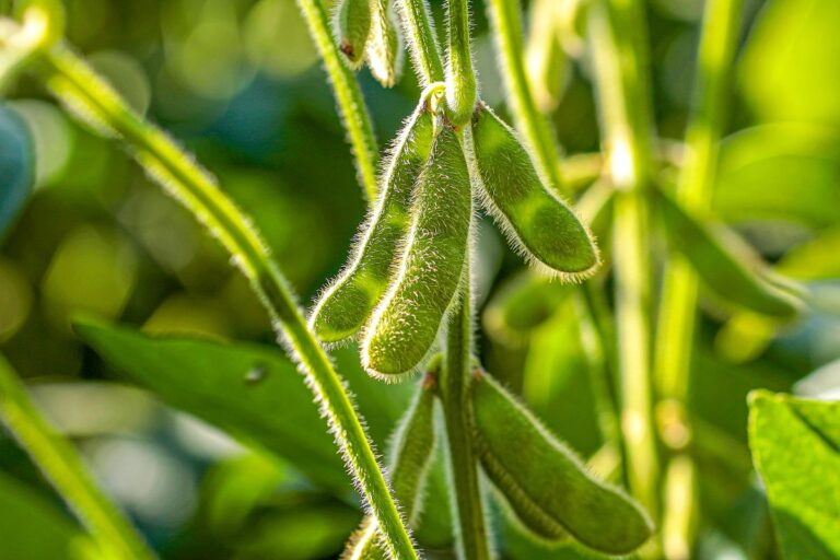 USDA em Buenos Aires mantém estimativa de produção de soja na Argentina