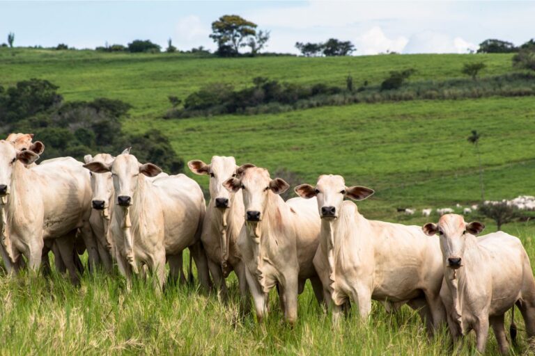 Brasil abre mercado do Vietnã para peles salgadas de bovinos