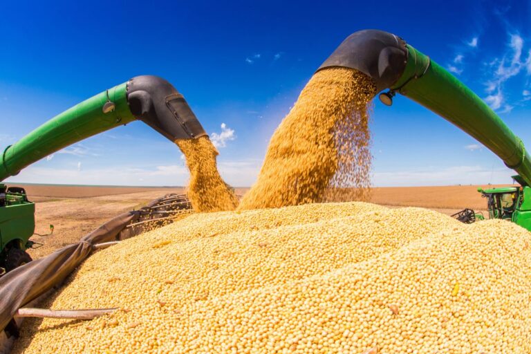 Soja: produção recorde e preços baixos devem marcar o setor em 2025
