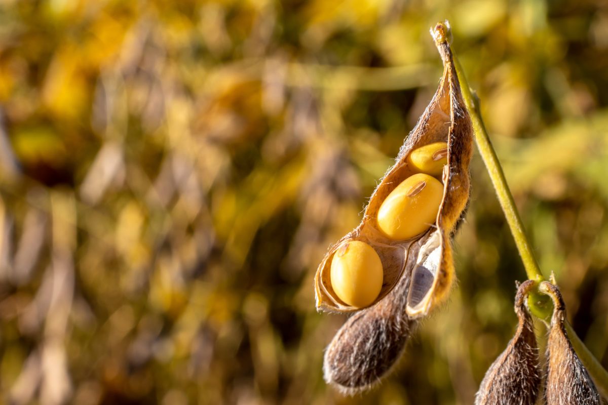 Foto: Adobe Stock