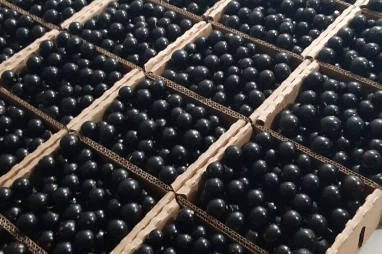 Produtores de SP se preparam para exportar jabuticaba aos EUA