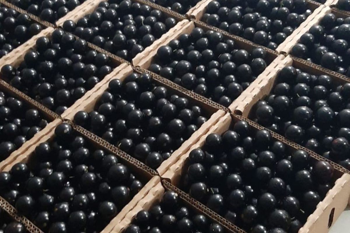 Jabuticabas colhidas na Fazenda Boa Vista, em Casa Branca (SP), considerada a capital da fruta tipicamente brasileira. Foto: Divulgação