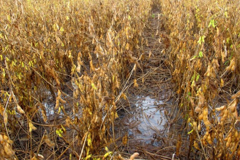 Aprosoja-MT redobra alerta com safra após 29 municípios decretarem situação de emergência