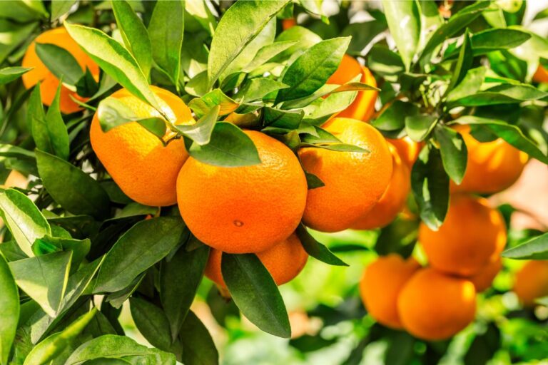 Baixa qualidade da laranja afeta indústria e pressiona as cotações