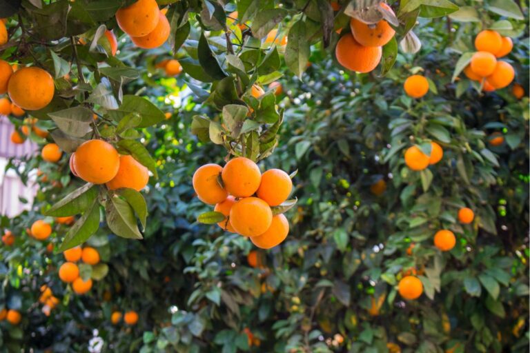 Laranja: frutas da quarta florada em SP amenizam situação para indústrias