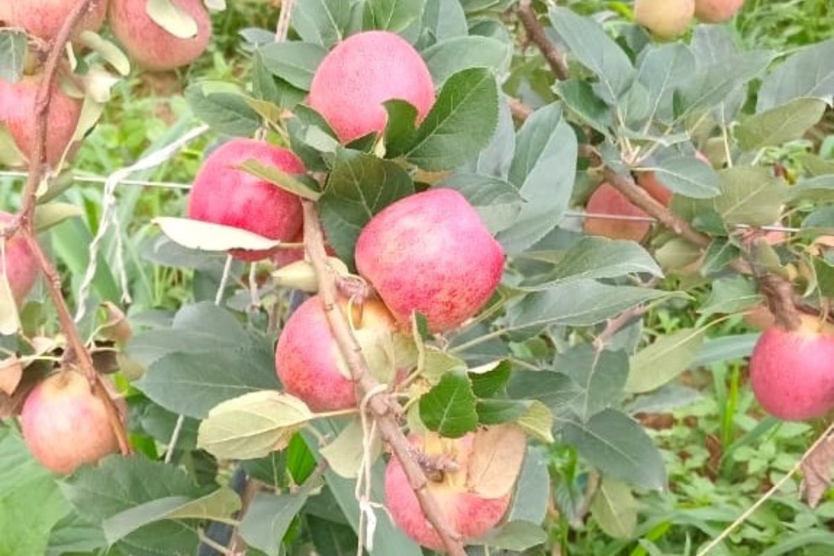 Foto: Emater-MG/Divulgação