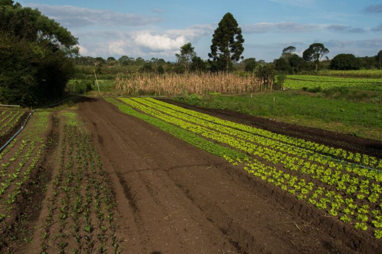 Limite para aquisição de terras para agricultura familiar passa a R$ 293,5 mil