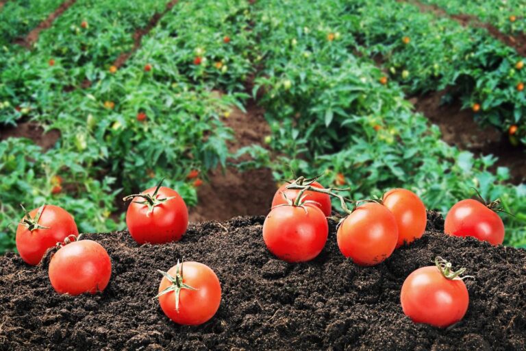 MDA atualiza lista do Programa de Garantia de Preços para a Agricultura Familiar
