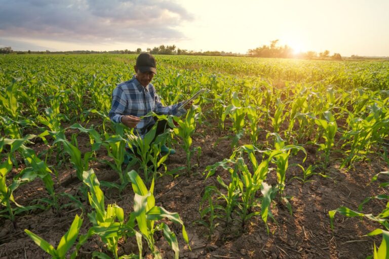 Mercado de trabalho no agronegócio alcança novo patamar histórico