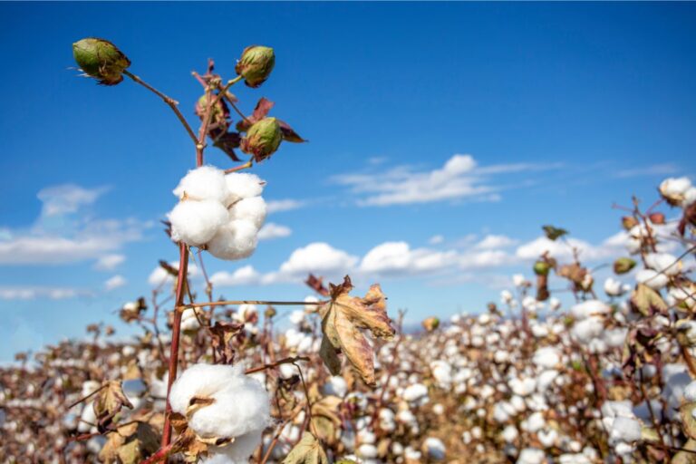 Algodão tem preços com tendência de queda devido ao cenário internacional 