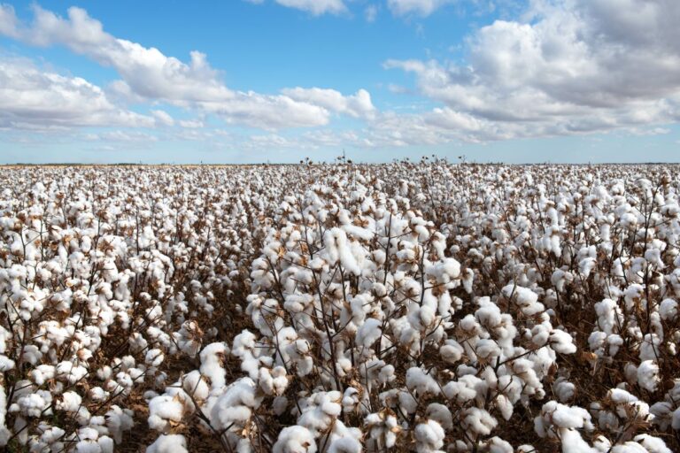 Produção global de algodão em 2024/25 deve aumentar 5,1%, prevê Icac