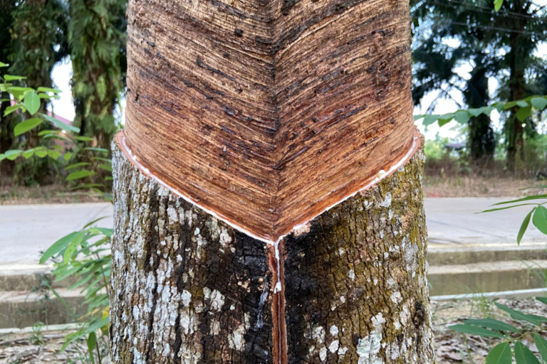 Conheça uma poderosa borracha natural, a cernambi