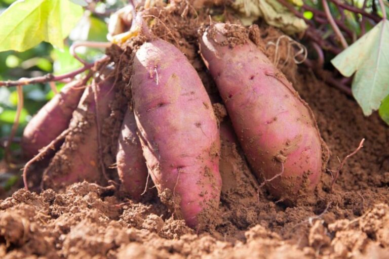 Batata-doce de Presidente Prudente recebe certificação de Indicação Geográfica