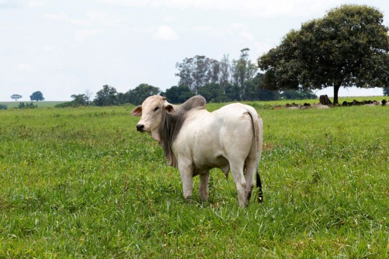 Boi em 2025: crescimento da oferta de animais e da demanda deve ser menor do que ano anterior 