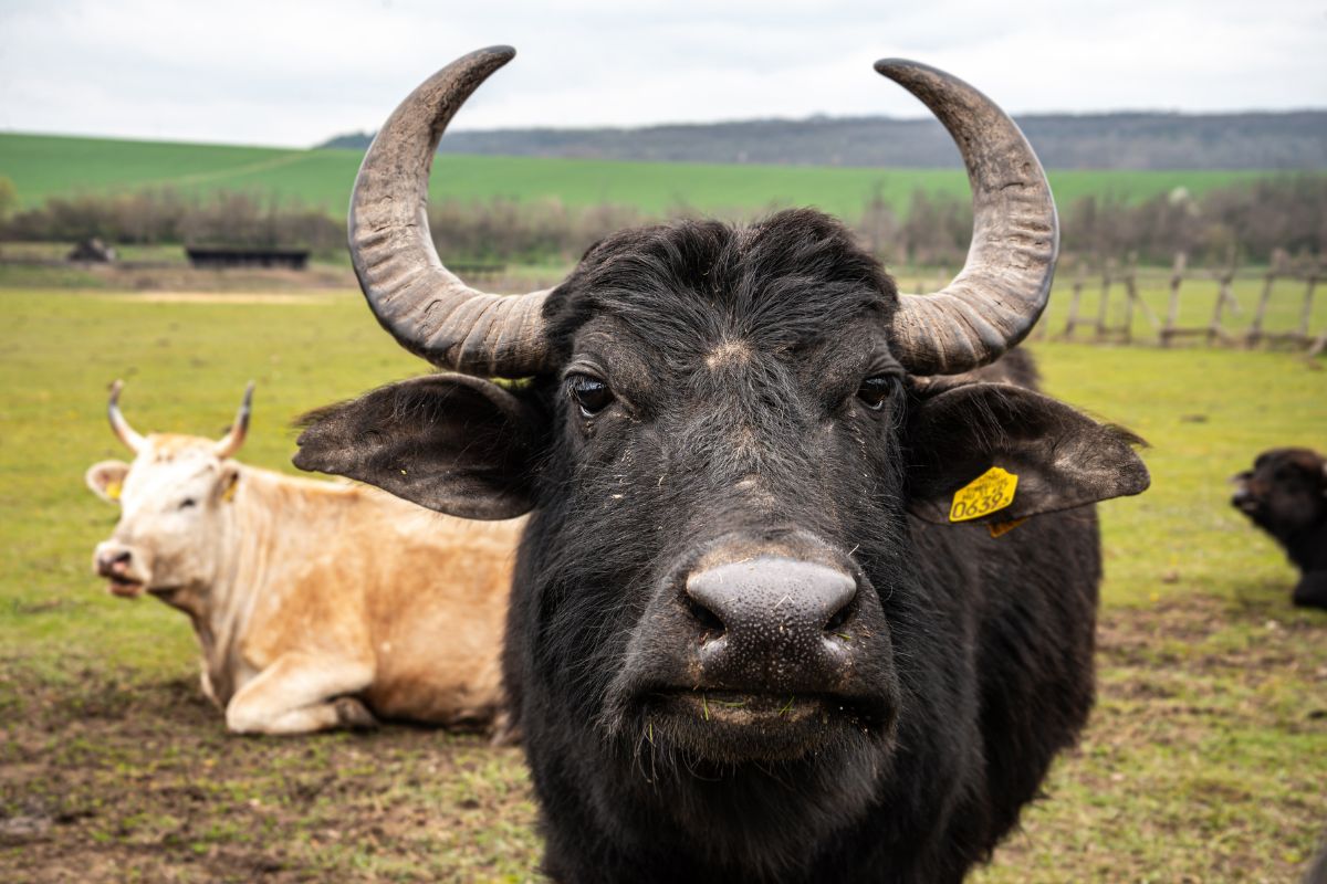 Foto: Adobe Stock