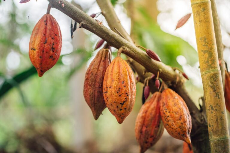 Aposta no cacau incentiva turismo rural e fabricação de chocolate no noroeste paulista